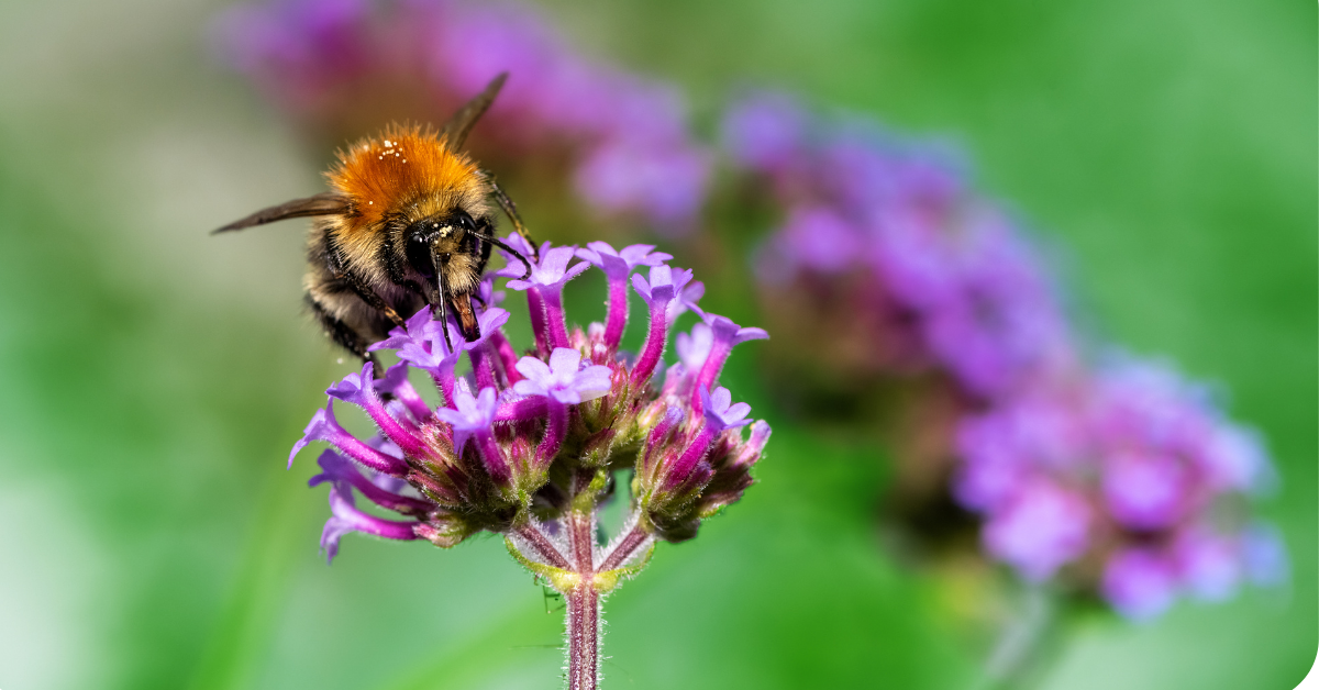 A fluffy bee on a purple flower head A fluffy bee on a purple flower head