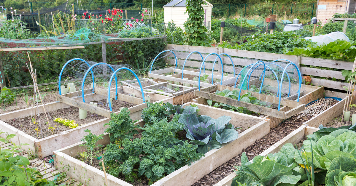 The benefits of owning allotments JParkers