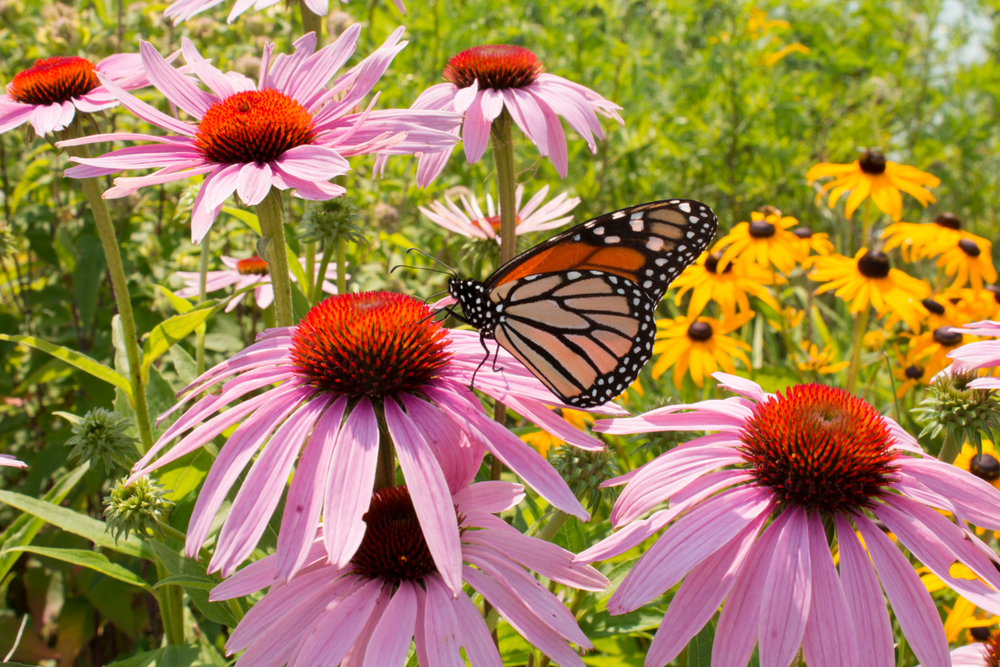 Image of Crocosmia Osteospermum companion plants