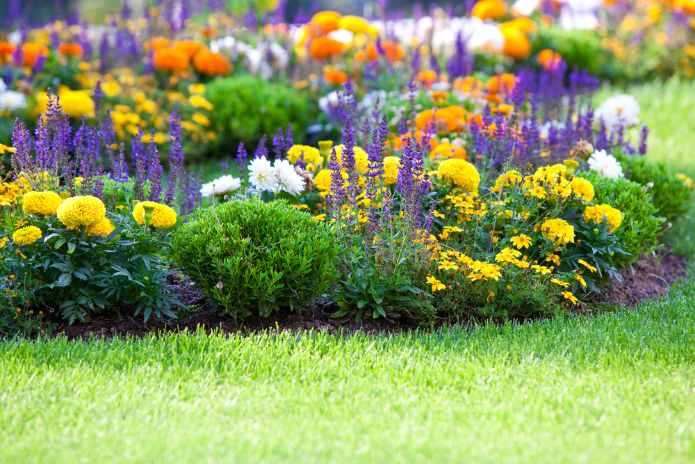 Best cheap landscaping plants