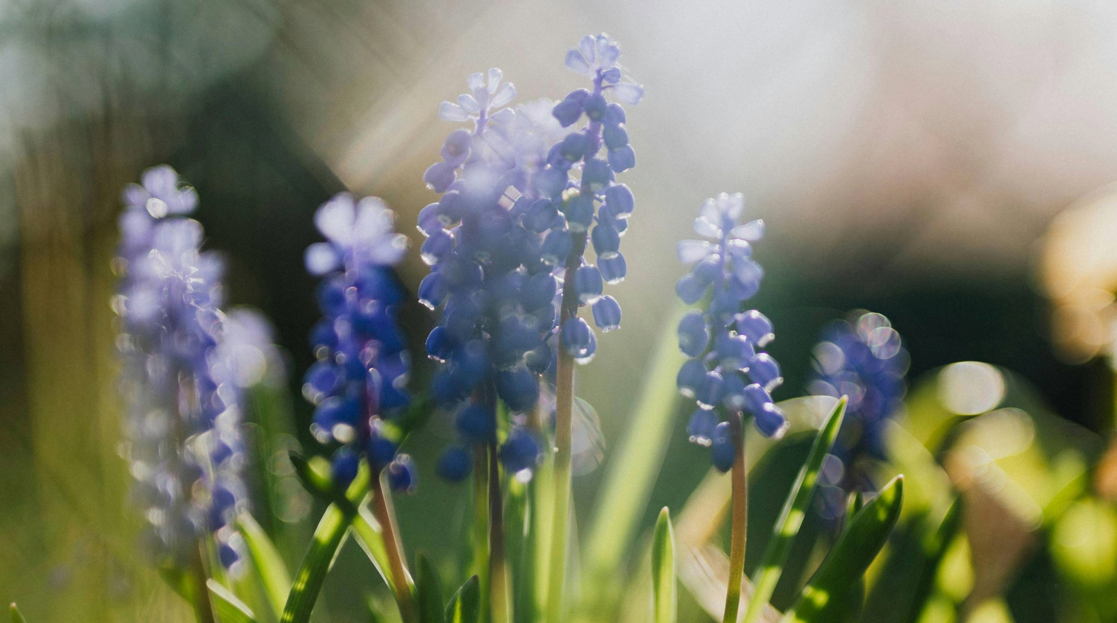 blog-banners-1-gardening-jobs-for-april-thumbnail.jpeg