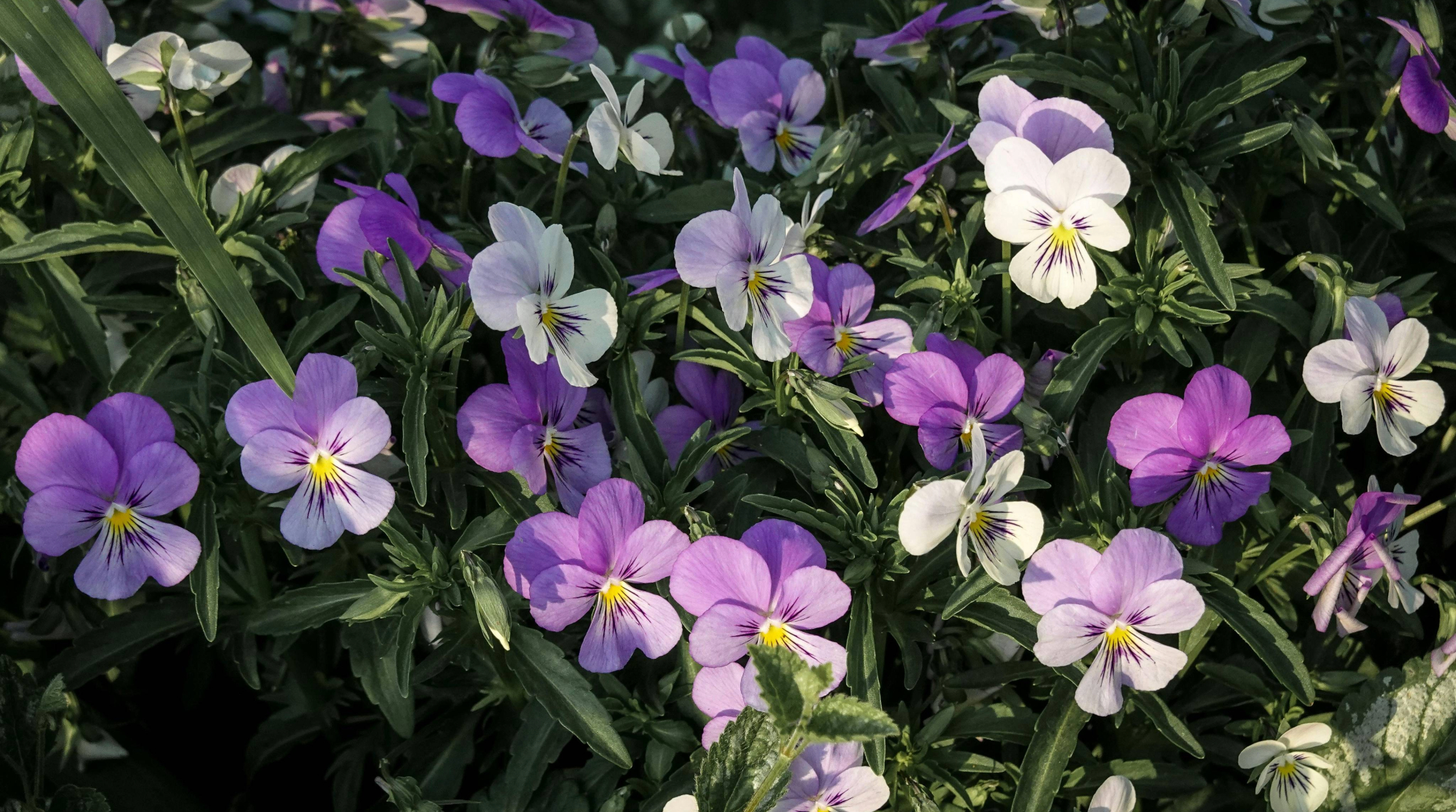 blog-banners-2-gardening-jobs-for-april-image-1.jpeg