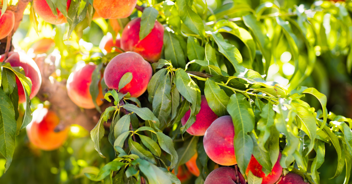 How to Plant Fruit Trees JParkers