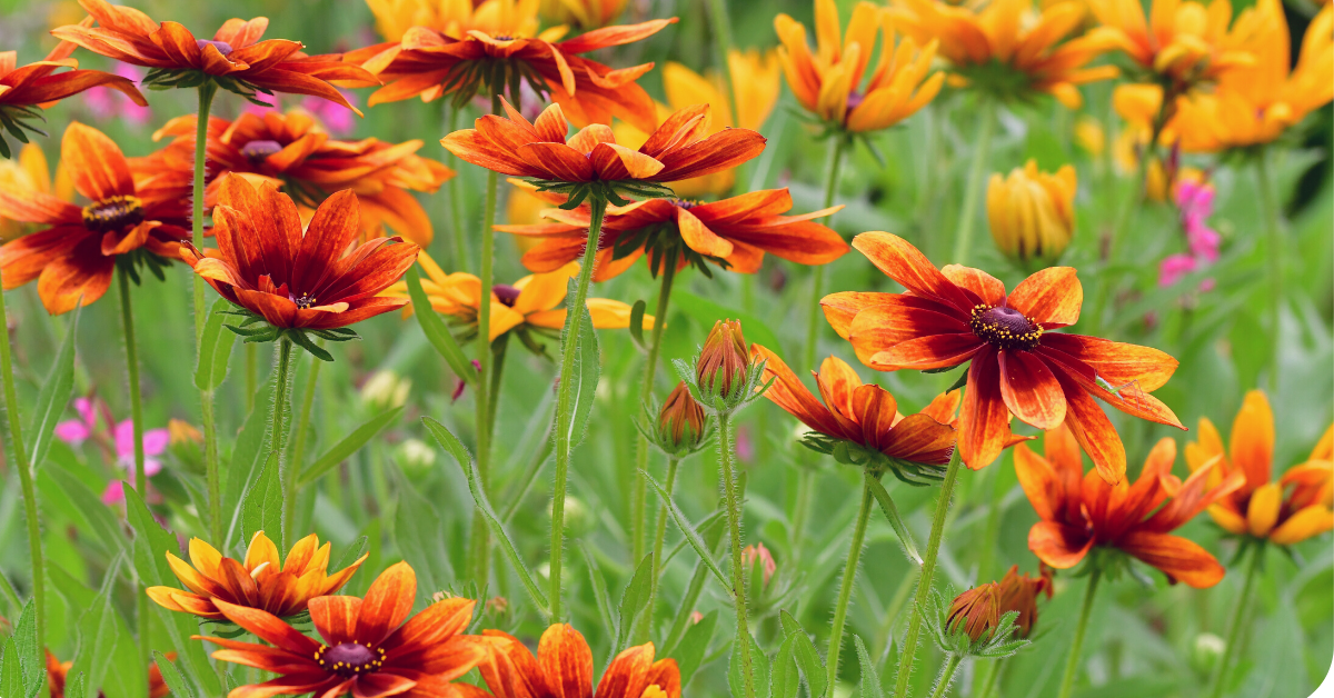 Golden orange perennial flowers in a field of grass