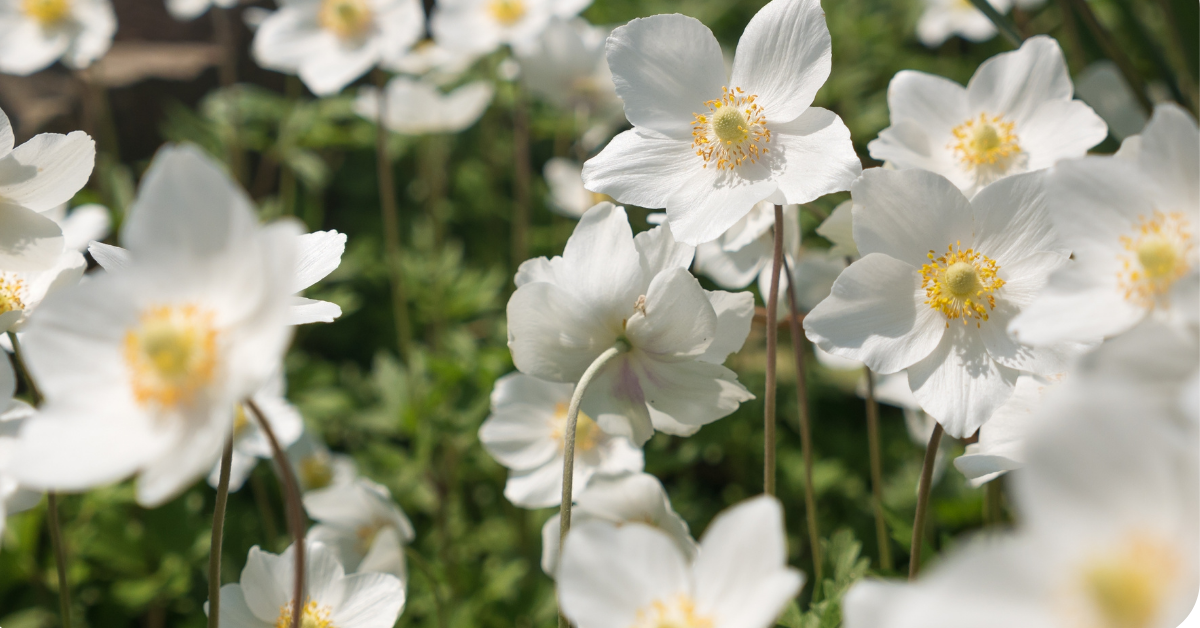 white flowers in the summer garden
