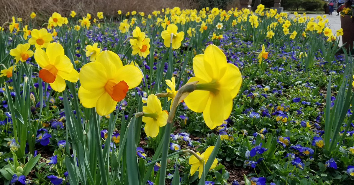 The Best Spring Flower Combinations JParkers