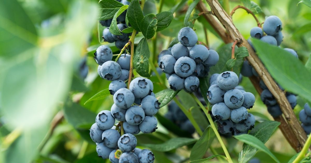 blueberries on a blueberry shrub surrounded by green leaves