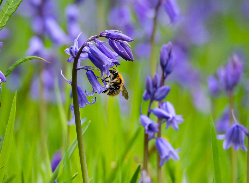 When to Plant Bluebells JParkers
