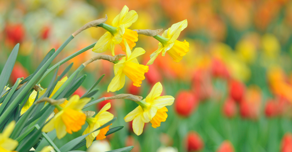How to Plant Daffodil Bulbs JParkers