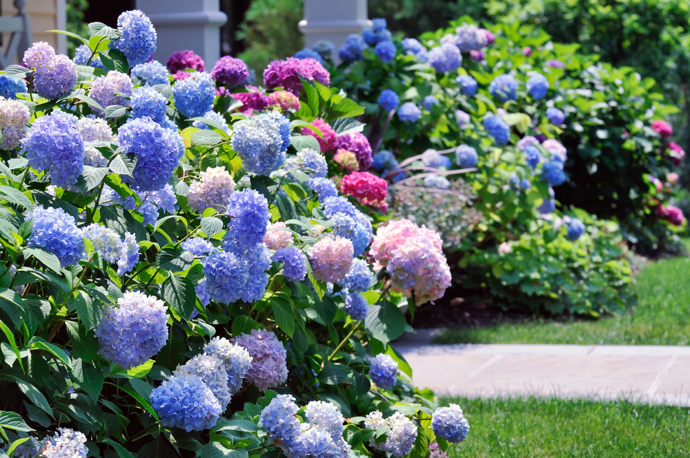 Complete Guide to Planting Hydrangeas JParkers