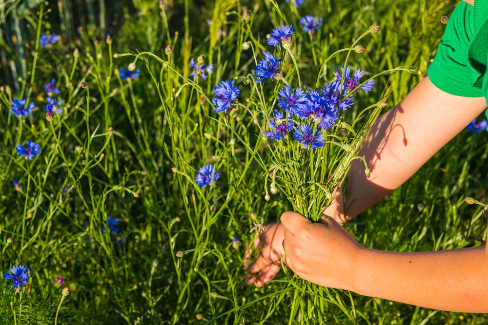 Boy picking cornflower blue boy