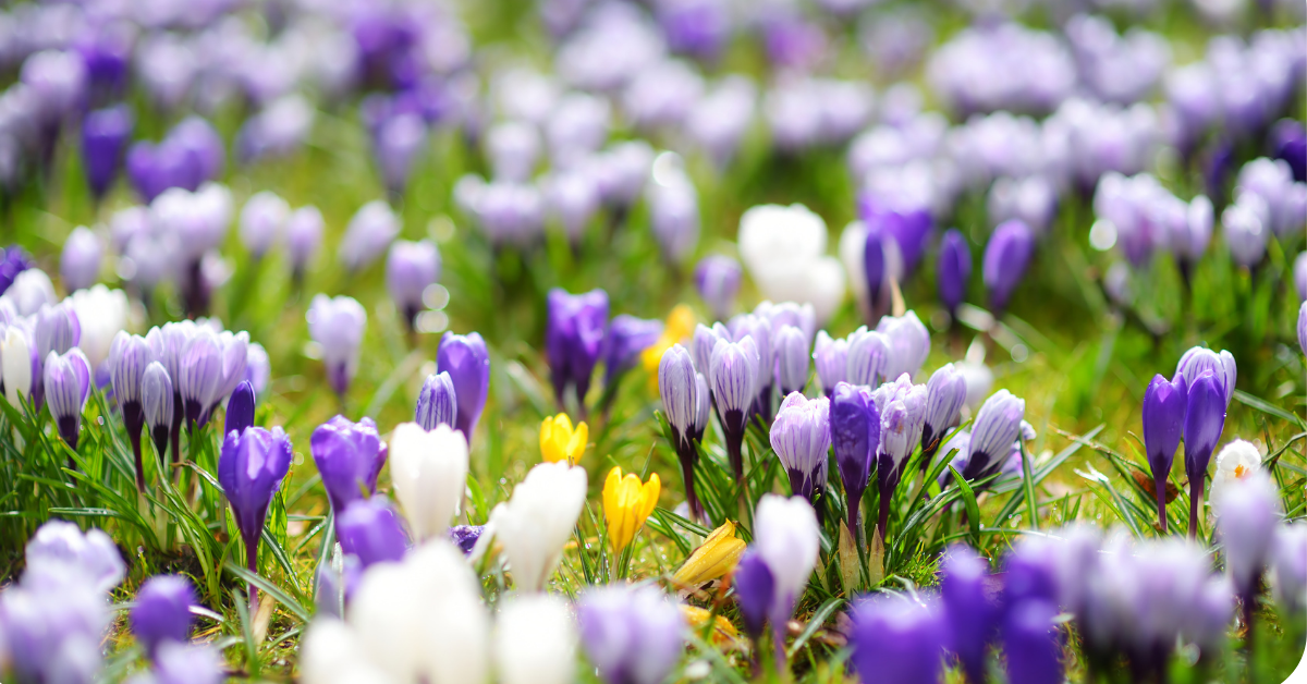 purple and yellow crocus flowers