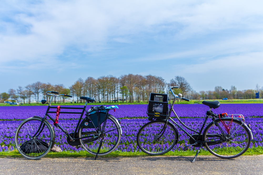 two black bikes sat in front of a field of purple flowers two black bikes sat in front of a field of purple flowers