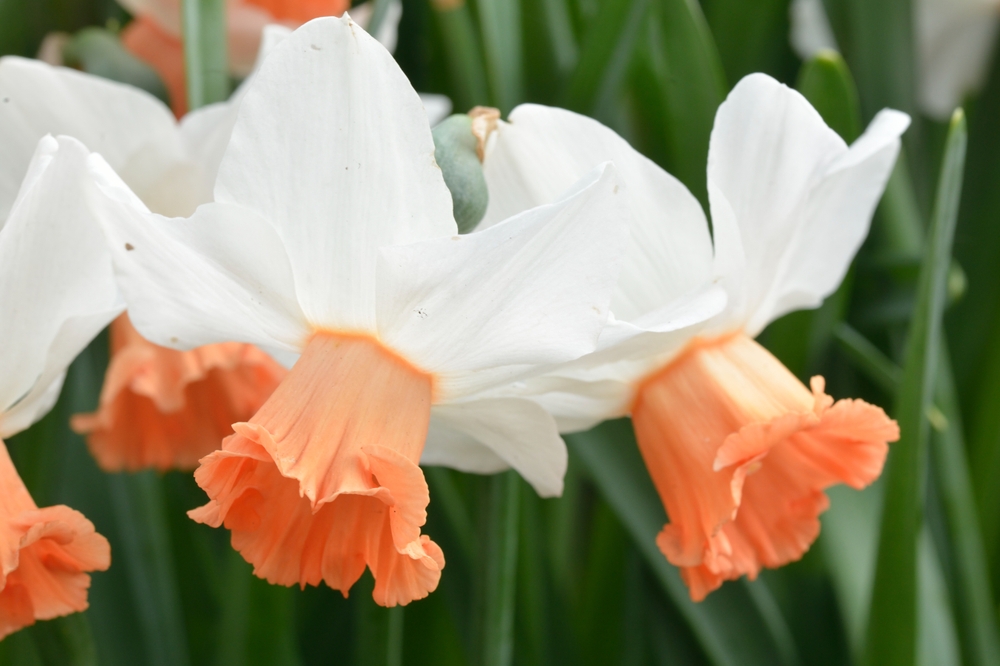 NEW Bulbs for Autumn 2023 JParkers