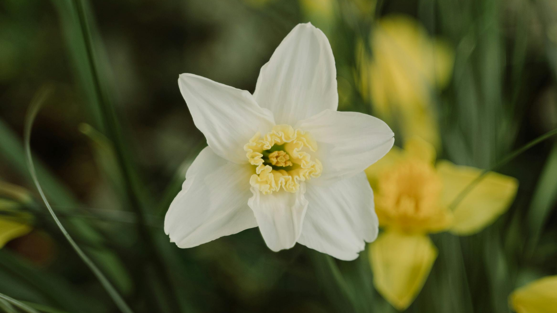 daffodils-in-the-garden.png