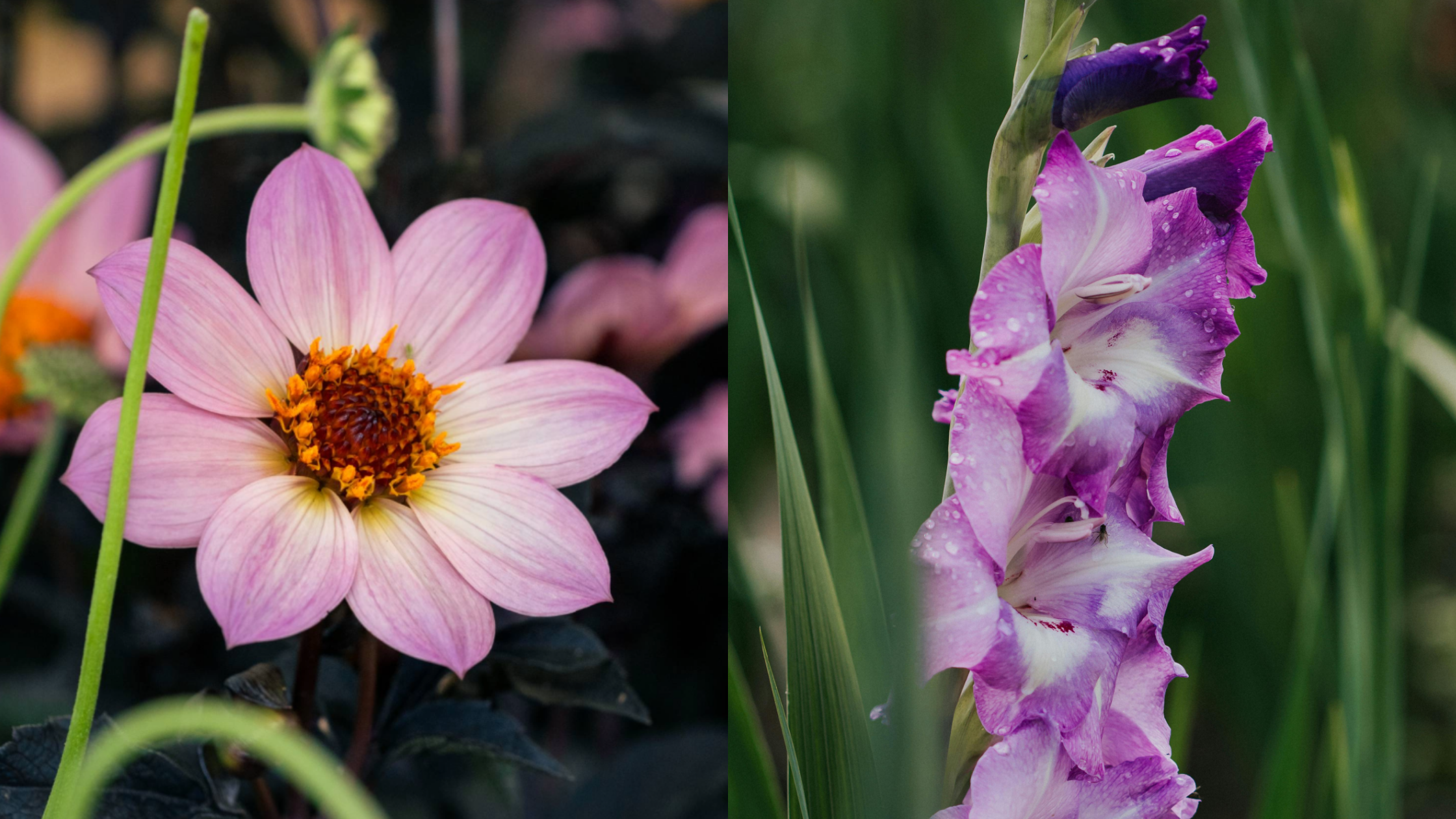 dahlia-and-gladioli-to-plant-in-march.png