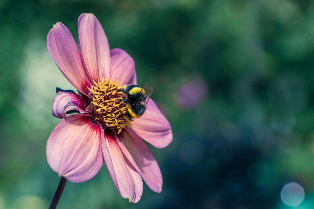 Dahlia Happy Single Kiss