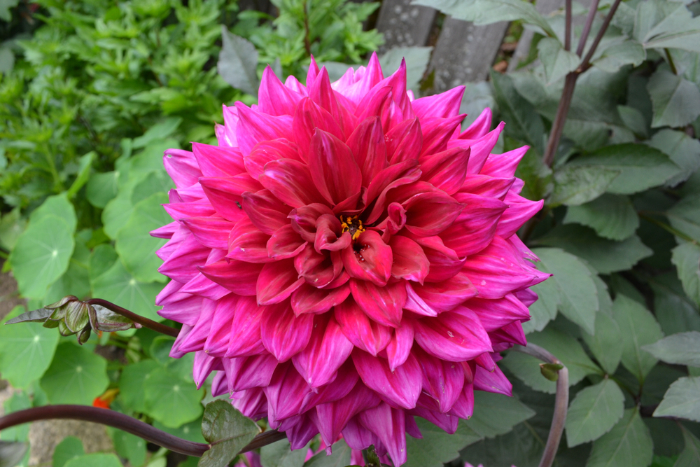 Dahlia Striped Emory Paul