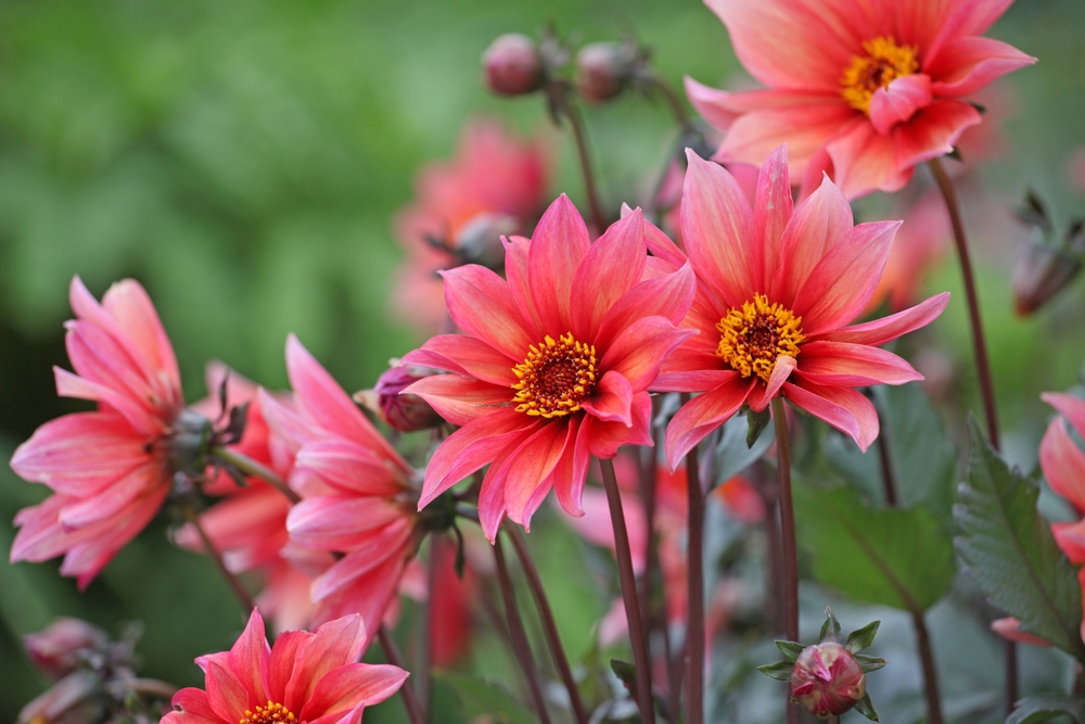 Dahlia Waltzing Mathilda