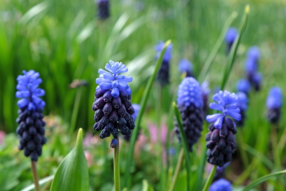 blue muscari in a green garden