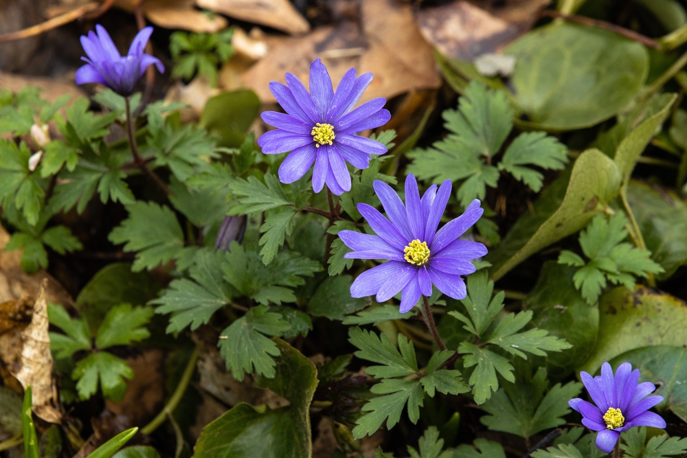 blue spring flowering anemones