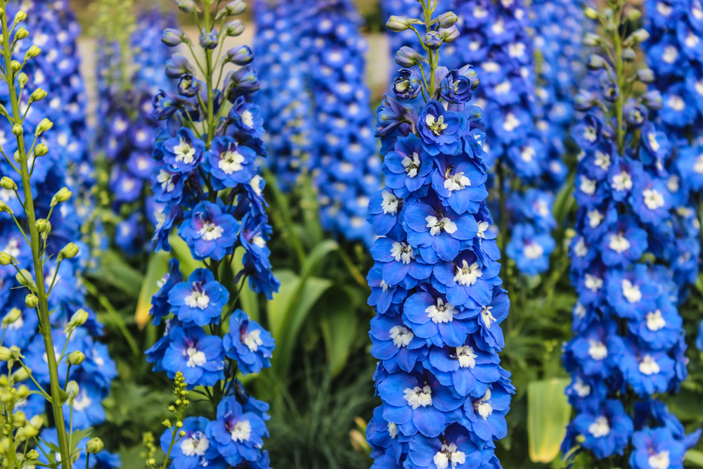 A mass of blue delphiniums