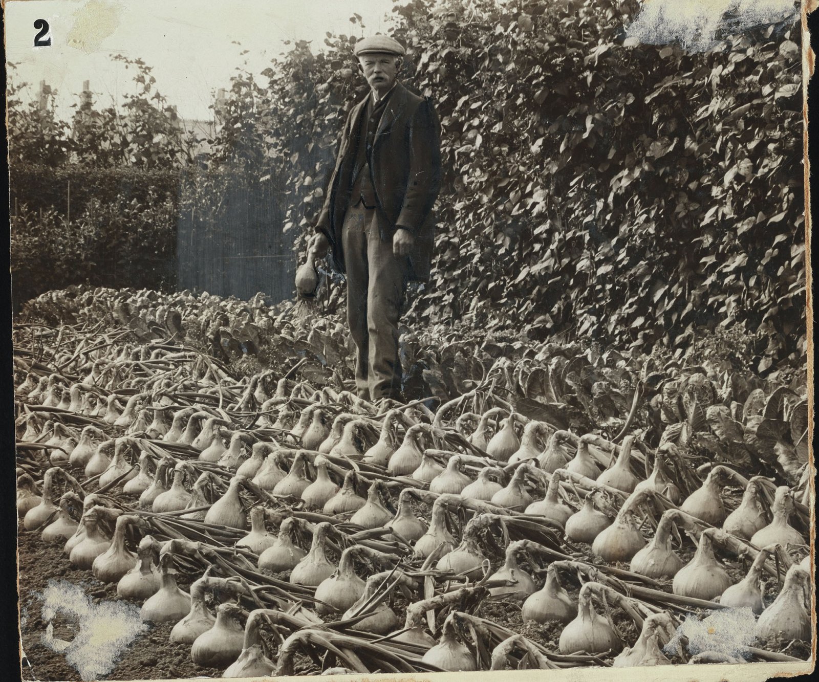 black and white image of man in an onion allotment