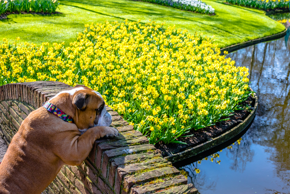bull dog on a bridge next to a field of daffodils bull dog on a bridge next to a field of daffodils