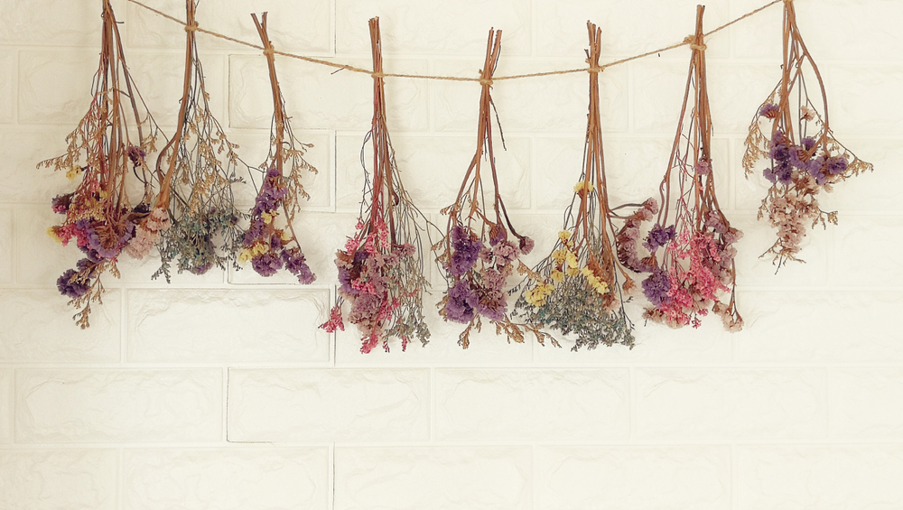 Dried flowers hanging in bunches along a white wall