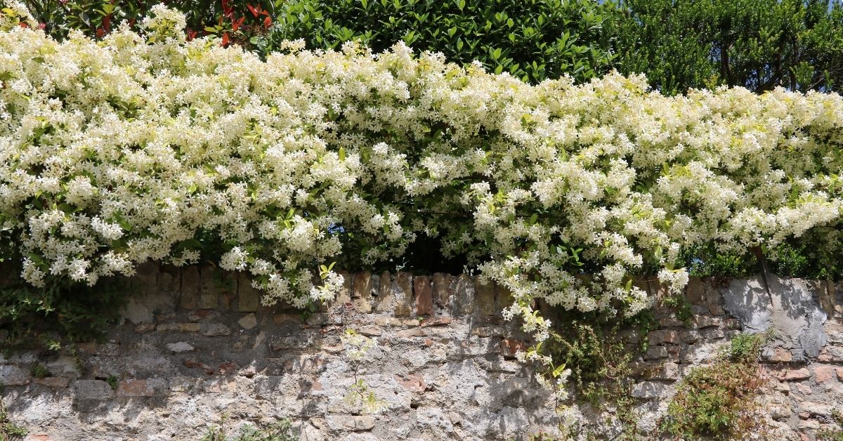 Climbing Privacy Fence Plant Flower Seeds *Choose One or All Same Shipping Price