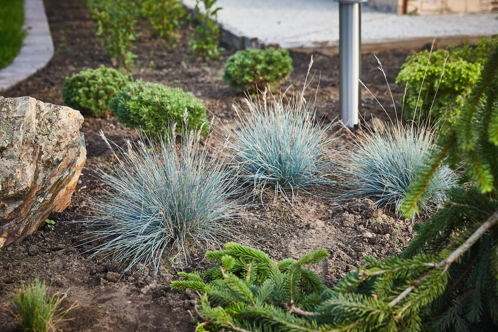 Silver festuca glauca in a flower bed