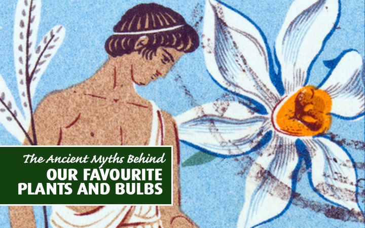 A painting or narcissus next to a white daffodil A painting or narcissus next to a white daffodil