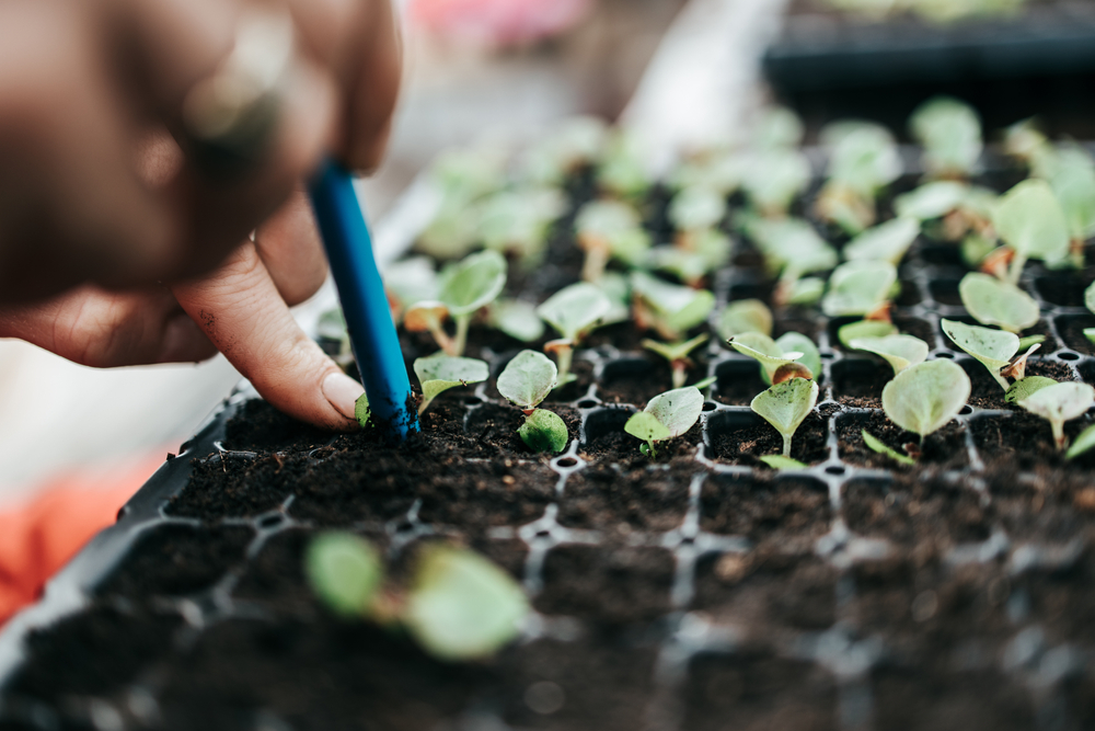 Hand sowing seeds in black trays