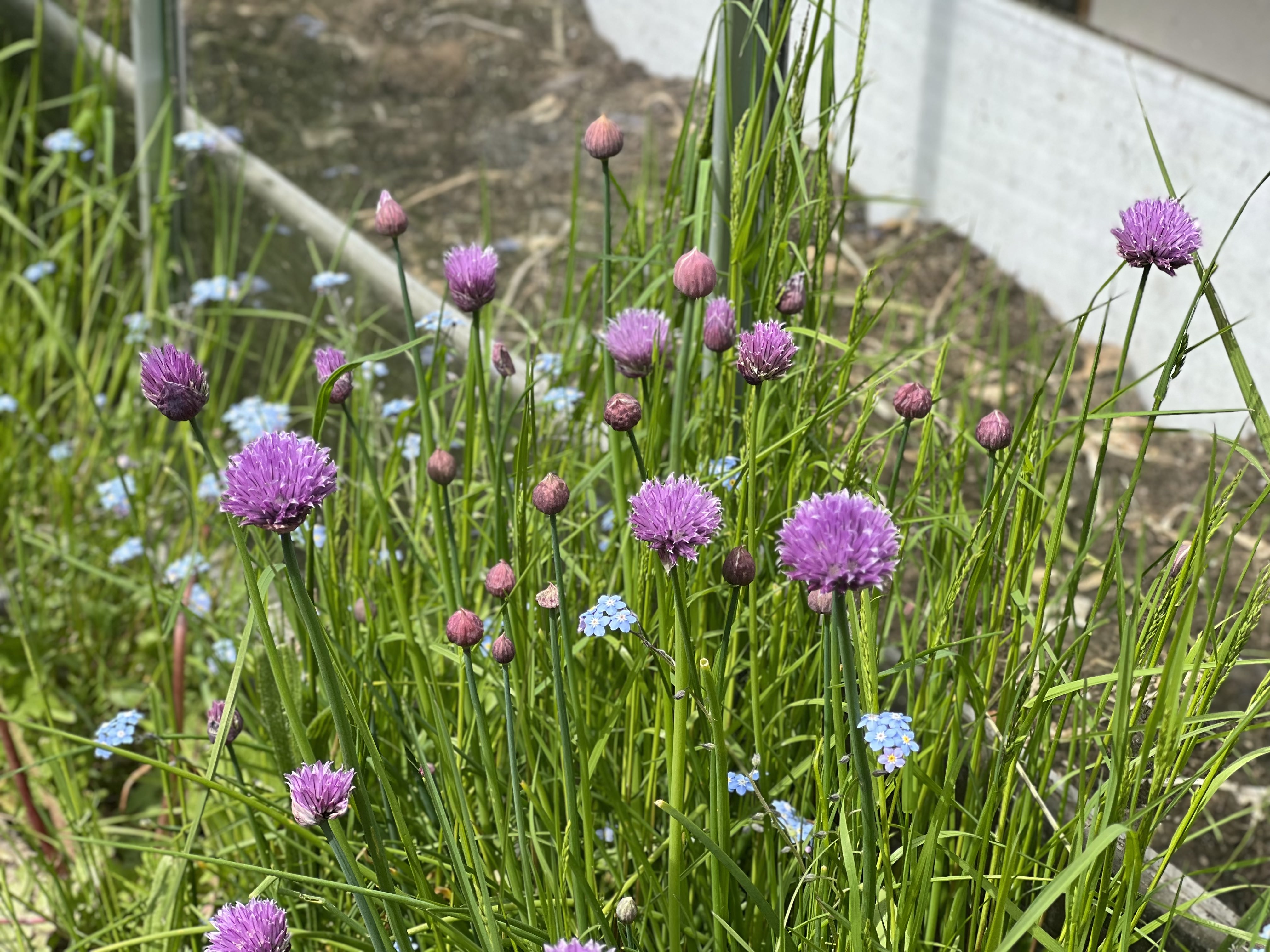 purple flowers in the allotment