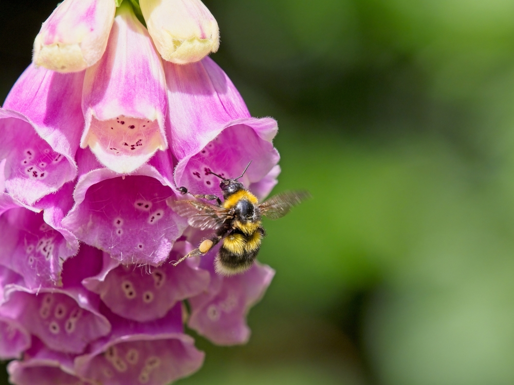 A bee on a pink foxglove flower