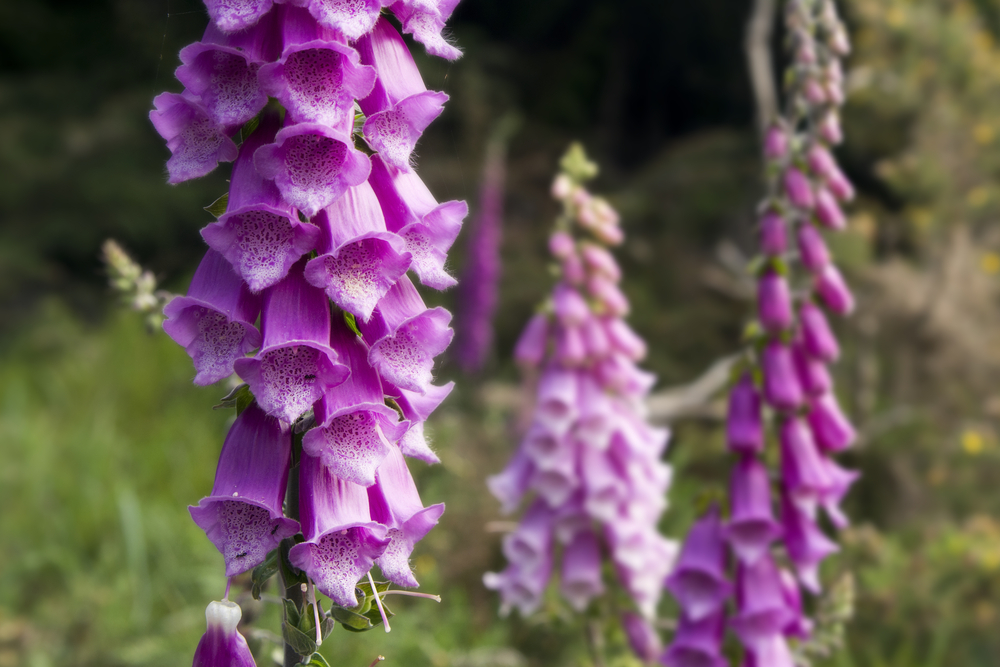 Purple pink foxgloves