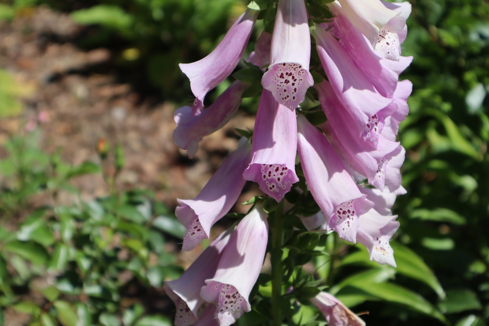 pink foxgloves in the garden