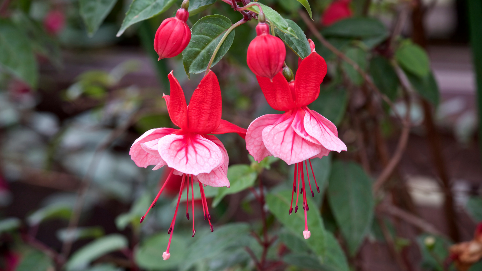 How to Plant Fuchsias JParkers
