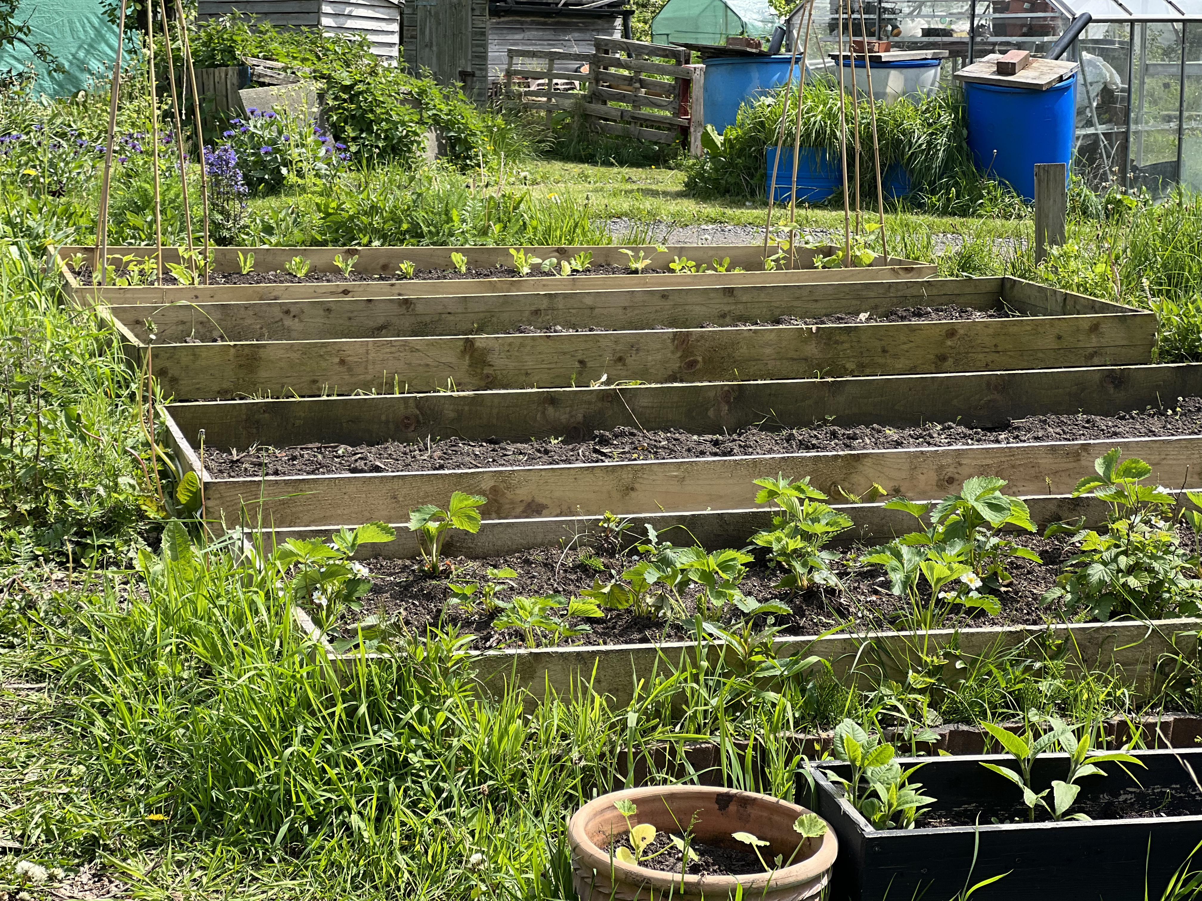 vegetable patches in allotment