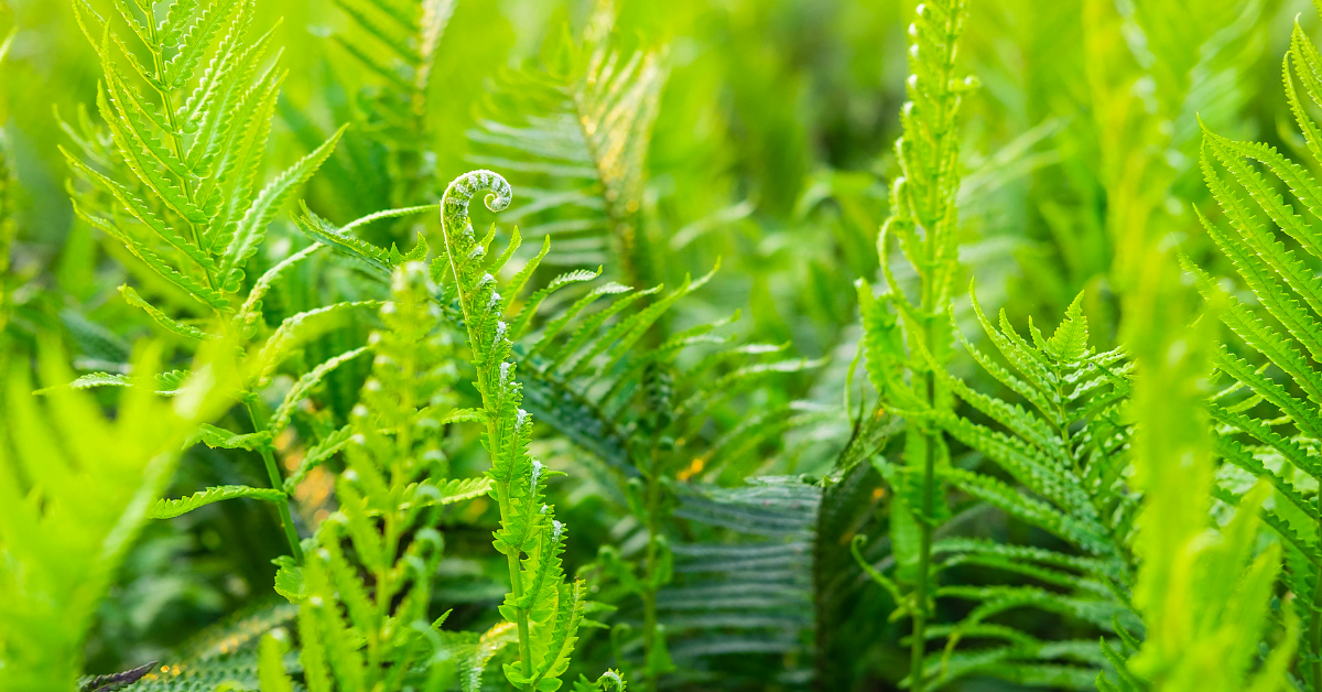 bright green ferns bright green ferns