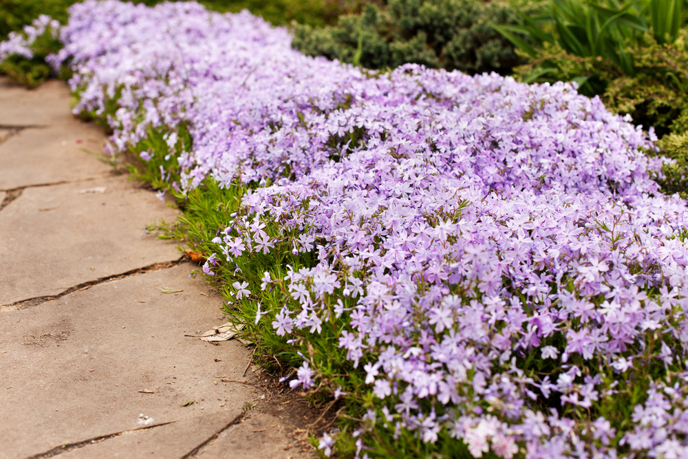 Lilac ground cover flowers along a pathway