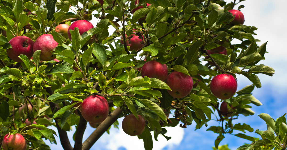 red apples on a tree surrounded by green leaves