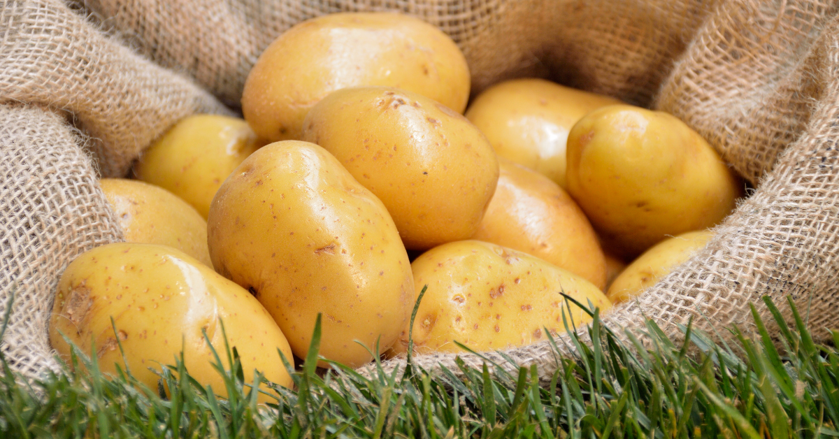 Grown Your Own Seed Potatoes in Sacks JParkers