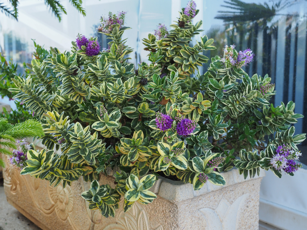 Green hebe with purple flowers in a container