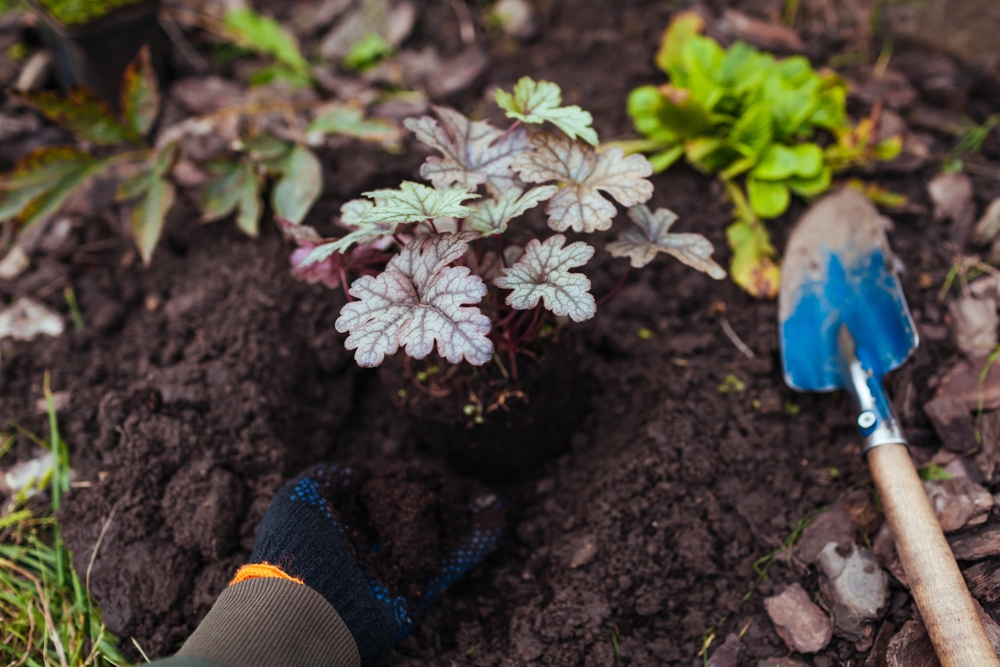 planting heuchera plants planting heuchera plants