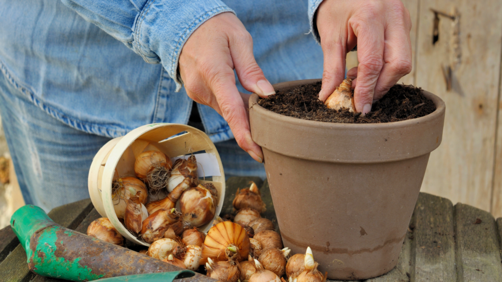 How late to plant springflowering bulbs JParkers