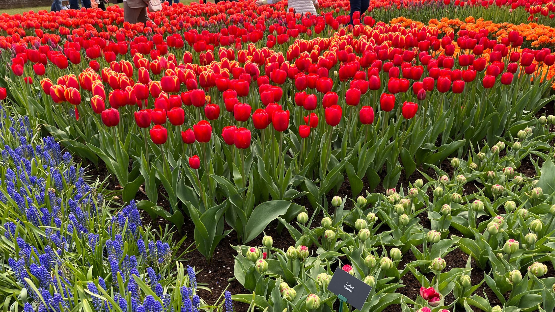 Red tulips planted with blue muscari in a border