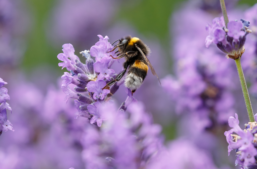 a bee sitting on a purple flower a bee sitting on a purple flower
