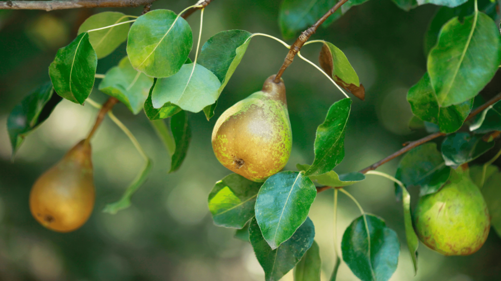 Green pears on a pear tree
