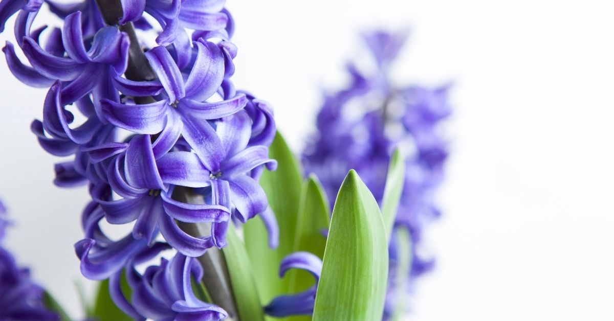 How to Plant Indoor Hyacinths JParkers